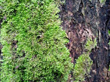 Yosun dokusu arka planı. Ağaca yeşil yosun yapışır. Ormanda yeşil yosun. Ahşap ile yosun arkaplanı