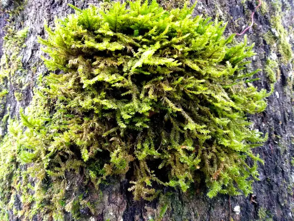 stock image Moss texture background. Green moss sticks to the tree. Green moss in the forest. Moss background with wood