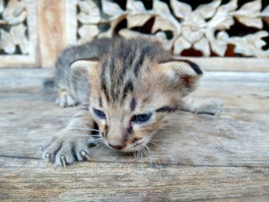 Tahta masadaki küçük kedi-yavru kedi yavrusu. Annesini kaybeden bir kedi yavrusu. Yürümesi ve koşması hala zor olan kedi yavrusu