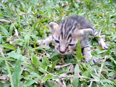 Yeşil çimenlikteki küçük kedi-yavru kedi yavrusu. Annesini kaybeden bir kedi yavrusu. Yürümesi ve koşması hala zor olan kedi yavrusu