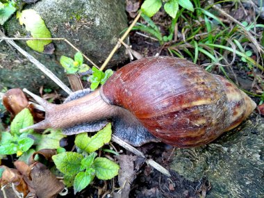 Yollarda sürünen kabuklu büyük bir salyangoz, bahçede yaz günü, yiyecek, yenilebilir salyangoz ya da salyangoz arayan büyük ve yenilebilir bir tür. (Siput, Bekicot veya Salyangoz )
