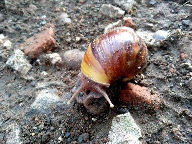 Yollarda sürünen kabuklu büyük bir salyangoz, bahçede yaz günü, yiyecek, yenilebilir salyangoz ya da salyangoz arayan büyük ve yenilebilir bir tür. (Siput, Bekicot veya Salyangoz )