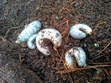 Görüntü grub solucanlar, Hindistan cevizi rhinoceros beetle (Oryctes gergedan), Larva yere