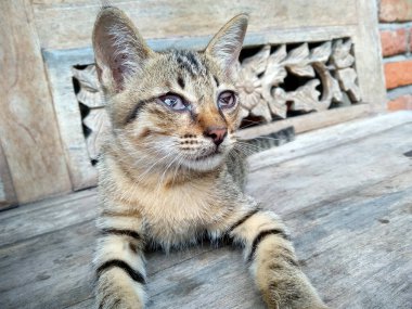 Küçük kedi yaralı gözlerdir. Kör küçük kedi.