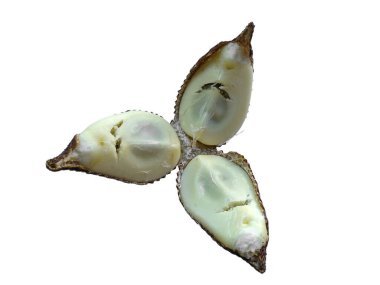 Salak fruit on white background. Salak with brown fruit. The name of the plant is Salacca zalacca clipart