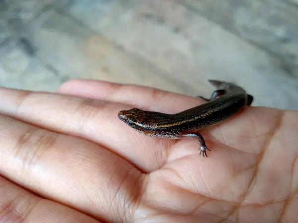 stock image Little lizard in the hand. ( short-tailed lizards, the lizard tail starts to grow, long tail lizard )