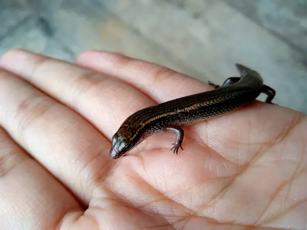 stock image Little lizard in the hand. ( short-tailed lizards, the lizard tail starts to grow, long tail lizard )