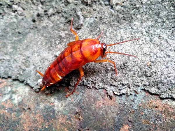 stock image Cockroaches are perched on walls, soil or rocks. Disgusting animals. ( Cockroaches being eaten by other animals or other insects )