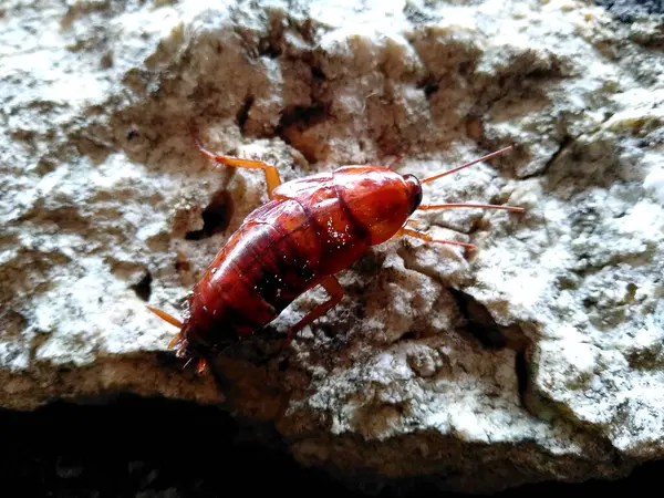 stock image Cockroaches are perched on walls, soil or rocks. Disgusting animals. ( Cockroaches being eaten by other animals or other insects )