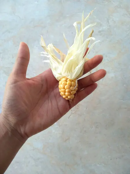 Küçük ve kısa mısır meyvesi, olgun ve sarı, arka plan ve mısır çerçevesi için iyi.