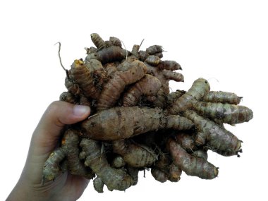 Yeni kesilmiş zerdeçal ya da kırpma yolu ile izole edilmiş Curcuma Longa. Beyaz arkaplanda taze zerdeçal kökü