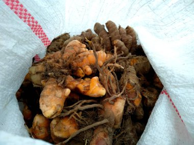 Yeni kesilmiş zerdeçal ya da kırpma yolu ile izole edilmiş Curcuma Longa. Beyaz arkaplanda taze zerdeçal kökü