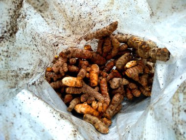 Yeni kesilmiş zerdeçal ya da kırpma yolu ile izole edilmiş Curcuma Longa. Beyaz arkaplanda taze zerdeçal kökü