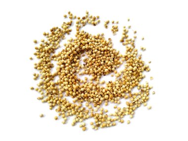 Beyaz arka planda kişniş tohumları. Kişniş tohumları kırpma yolu ile beyaz arkaplanda izole edildi