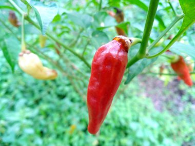 Bahçe arka planında çürük kırmızı biber. Bahçede ya da parkta yetişen acı biber bitkileri