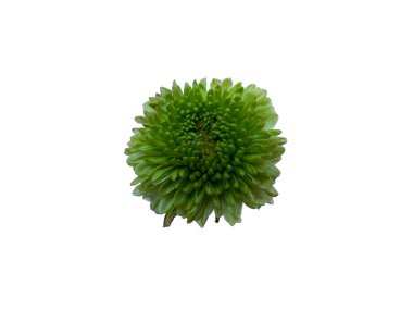 Seruni ya da Kasımpatı çiçeği beyaz arka planda izole edilmiş. Çiçek çerçevesi veya diğer süslemeler için Gerbera veya Dahlia çiçeği (Kızıl Çiçek )