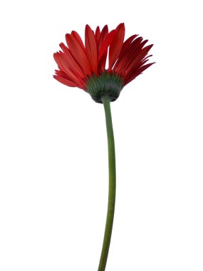 Seruni ya da Kasımpatı çiçeği beyaz arka planda izole edilmiş. Çiçek çerçevesi veya diğer süslemeler için Gerbera veya Dahlia çiçeği (Kızıl Çiçek )