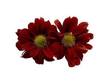 Seruni ya da Kasımpatı çiçeği beyaz arka planda izole edilmiş. Çiçek çerçevesi veya diğer süslemeler için Gerbera veya Dahlia çiçeği (Kızıl Çiçek )