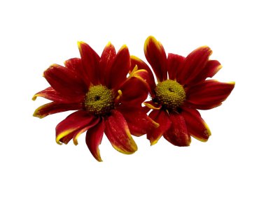 Seruni ya da Kasımpatı çiçeği beyaz arka planda izole edilmiş. Çiçek çerçevesi veya diğer süslemeler için Gerbera veya Dahlia çiçeği (Kızıl Çiçek )