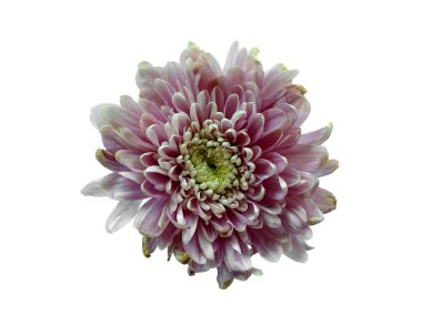 Seruni ya da Kasımpatı çiçeği beyaz arka planda izole edilmiş. Çiçek çerçevesi veya diğer süslemeler için Gerbera veya Dahlia çiçeği (Kızıl Çiçek )