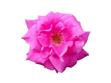 Pembe gül beyaz arka planda izole edilmiş. Çiçek çerçevesi ya da diğer süslemeler için güzel güller