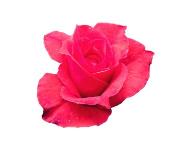 Beyaz arka planda izole kırmızı gül çiçeği. Çiçek çerçevesi ya da diğer süslemeler için güzel güller