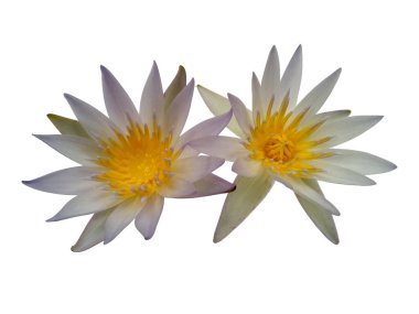 Nilüfer çiçeği beyaz arka planda izole edilmiş. Çiçek çerçevesi ya da diğer süslemeler için nilüfer çiçeği