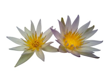 Nilüfer çiçeği beyaz arka planda izole edilmiş. Çiçek çerçevesi ya da diğer süslemeler için nilüfer çiçeği