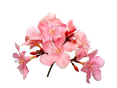 Beyaz arka planda izole edilmiş Nerium Oleander çiçeği. Çiçek çerçevesi veya diğer dekorasyon için Neryum indium Değirmeni