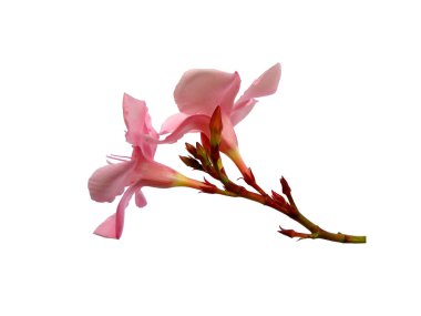 Beyaz arka planda izole edilmiş Nerium Oleander çiçeği. Çiçek çerçevesi veya diğer dekorasyon için Neryum indium Değirmeni