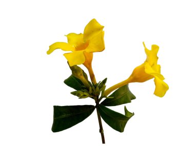 Beyaz arka planda izole edilmiş Allamanda katranka çiçeği. Çiçek çerçevesi veya diğer süslemeler için sarı çiçek