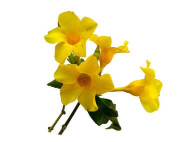 Beyaz arka planda izole edilmiş Allamanda katranka çiçeği. Çiçek çerçevesi veya diğer süslemeler için sarı çiçek