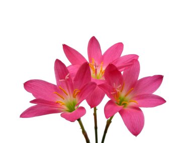 Zephyranthes çiçeği beyaz arka planda izole edilmiş. Çiçek çerçevesi veya diğer dekorasyon için pembe çiçek (Zephyranthes zambak )