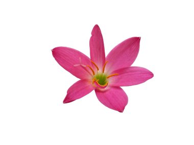 Zephyranthes flower isolated on white background. Pink flower for flower frame or other decoration ( Zephyranthes lily ) clipart