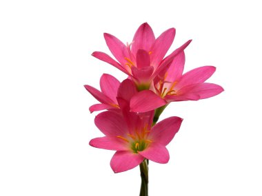 Zephyranthes çiçeği beyaz arka planda izole edilmiş. Çiçek çerçevesi veya diğer dekorasyon için pembe çiçek (Zephyranthes zambak )