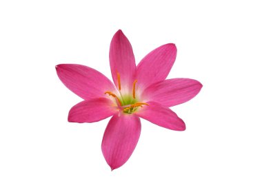 Zephyranthes çiçeği beyaz arka planda izole edilmiş. Çiçek çerçevesi veya diğer dekorasyon için pembe çiçek (Zephyranthes zambak )