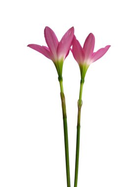 Zephyranthes çiçeği beyaz arka planda izole edilmiş. Çiçek çerçevesi veya diğer dekorasyon için pembe çiçek (Zephyranthes zambak )