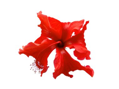 Beyaz arka planda Hibiscus çiçeği. Kırmızı çiçekli ağaç. Bitkinin adı Rosemallows.
