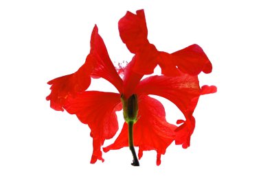 Beyaz arka planda Hibiscus çiçeği. Kırmızı çiçekli ağaç. Bitkinin adı Rosemallows.