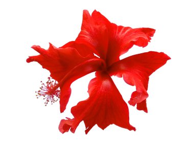 Beyaz arka planda Hibiscus çiçeği. Kırmızı çiçekli ağaç. Bitkinin adı Rosemallows.