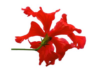Beyaz arka planda Hibiscus çiçeği. Kırmızı çiçekli ağaç. Bitkinin adı Rosemallows.