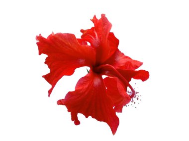 Beyaz arka planda Hibiscus çiçeği. Kırmızı çiçekli ağaç. Bitkinin adı Rosemallows.