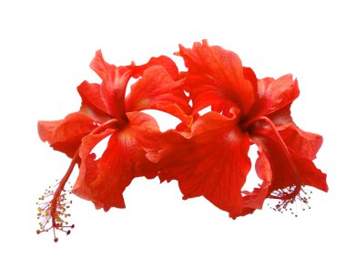 Beyaz arka planda Hibiscus çiçeği. Kırmızı çiçekli ağaç. Bitkinin adı Rosemallows.