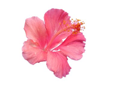 Hibiscus Tarım Çiçeği beyaz arka planda izole edilmiş. Çiçek çerçevesi ya da diğer süslemeler için pembe çiçek