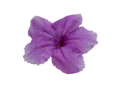 Mandevilla Sanderi çiçeği beyaz arka planda izole edilmiş. Çiçek çerçevesi veya diğer süslemeler için mor çiçek