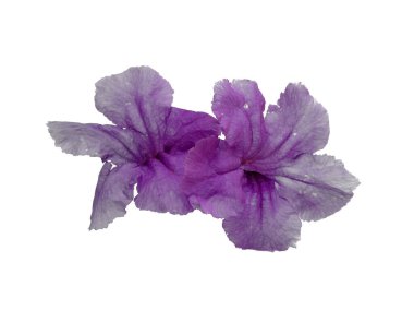 Mandevilla Sanderi çiçeği beyaz arka planda izole edilmiş. Çiçek çerçevesi veya diğer süslemeler için mor çiçek