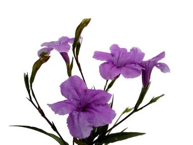 Mandevilla Sanderi çiçeği beyaz arka planda izole edilmiş. Çiçek çerçevesi veya diğer süslemeler için mor çiçek