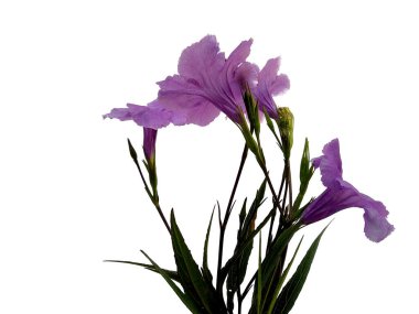 Mandevilla Sanderi çiçeği beyaz arka planda izole edilmiş. Çiçek çerçevesi veya diğer süslemeler için mor çiçek