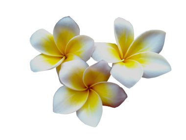 Beyaz arka planda izole Frangipani çiçeği. Tropik Frangipani çiçekleri. Endonezya 'da, Bali' de birçok Frangipani çiçeği vardır. Beyaz ve sarı karışımlı Plumeria çiçekleri