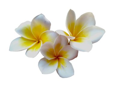 Beyaz arka planda izole Frangipani çiçeği. Tropik Frangipani çiçekleri. Endonezya 'da, Bali' de birçok Frangipani çiçeği vardır. Beyaz ve sarı karışımlı Plumeria çiçekleri